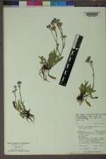 Symphyotrichum spathulatum image