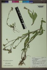 Symphyotrichum spathulatum var. spathulatum image