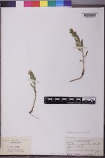 Symphyotrichum oblongifolium image