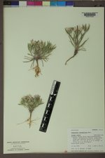 Townsendia grandiflora image