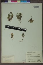 Townsendia alpigena image