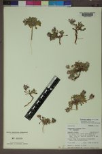 Townsendia alpigena image