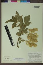 Acer negundo var. violaceum image