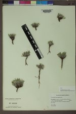 Townsendia microcephala image