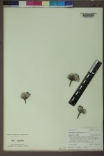 Townsendia spathulata image