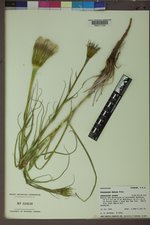 Tragopogon dubius image