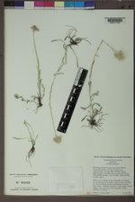 Antennaria arcuata image