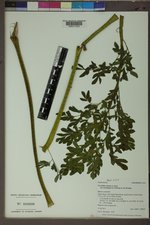 Corydalis caseana image
