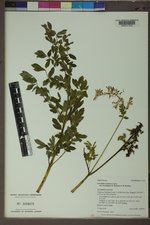 Corydalis caseana subsp. brandegeei image