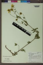 Heliomeris multiflora var. multiflora image