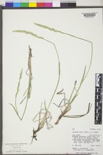 Leucopoa kingii image