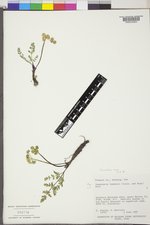 Lomatium cous image