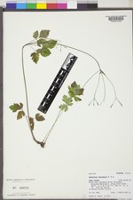 Osmorhiza berteroi image
