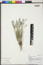 Poa glauca subsp. rupicola image