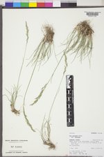 Poa secunda subsp. secunda image