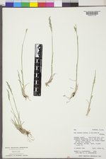 Poa secunda subsp. secunda image