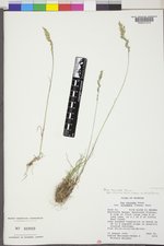 Poa secunda subsp. secunda image