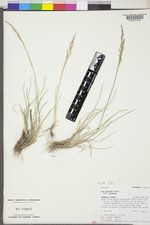 Poa secunda subsp. secunda image