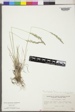 Poa secunda subsp. secunda image