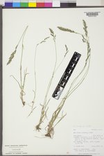 Poa secunda subsp. secunda image