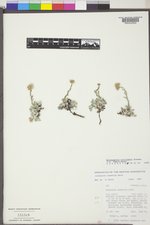 Antennaria aromatica image
