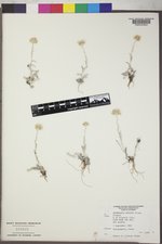 Antennaria arcuata image