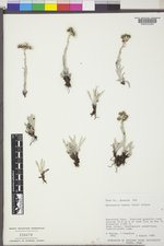 Antennaria lanata image