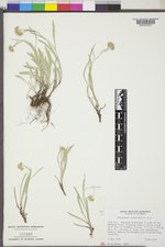 Antennaria luzuloides image