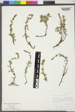 Artemisia michauxiana image