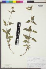 Brickellia grandiflora image