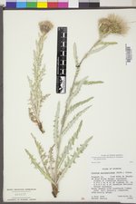 Cirsium pulcherrimum var. pulcherrimum image