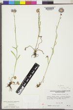 Erigeron glabellus var. glabellus image