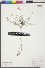 Eriophyllum lanatum image