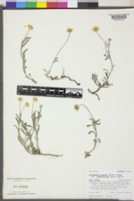Eriophyllum lanatum image