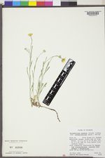 Eriophyllum lanatum var. integrifolium image