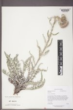 Cirsium pulcherrimum var. aridum image
