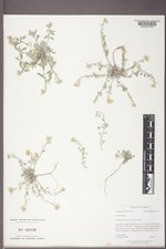 Physaria macrocarpa image