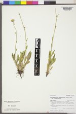 Platyschkuhria integrifolia image