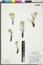 Pyrrocoma carthamoides image