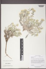 Physaria didymocarpa var. lanata image
