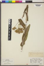 Senecio hydrophilus image