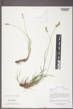 Carex xerantica image
