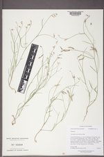 Astragalus diversifolius image
