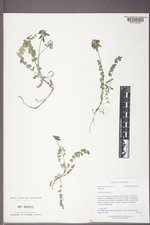 Astragalus alpinus image