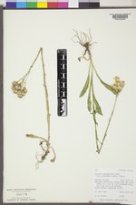 Senecio integerrimus image