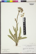 Senecio lugens image