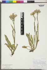 Senecio lugens image