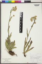 Senecio lugens image