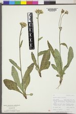 Senecio lugens image