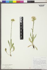 Senecio lugens image